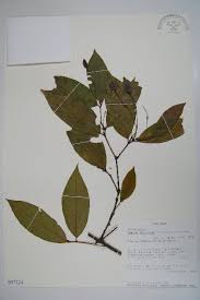 Image result for Maerua duchesnei