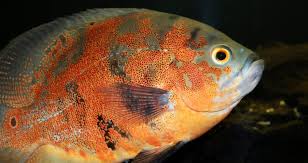 Oscars have an impeccable memory and are one of the few aquarium pets that can be trained to do tricks and. Best Food For Oscar Fish Growth The Pet Supply Guy