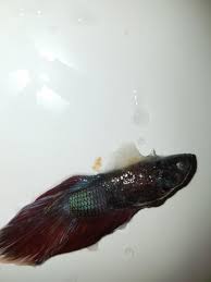 1 penyebab ikan cupang mati. Inilah 5 Faktor Penyebab Ikan Cupang Mati Harga Jual Cupang