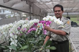 Tanaman hias berbunga tersebut dapat tumbuh secara maksimal di temperatur yang panas dan lembap. Ngabuburit Ke Budidaya Anggrek Dirjen Hortikultura Galakkan Ekspor Tanaman Hias Nusakini