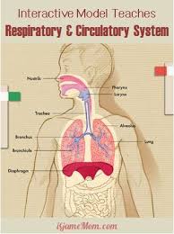 Interactive App That Teaches The Circulatory And Respiratory Systems Teaching Teaching Science Homeschool Science