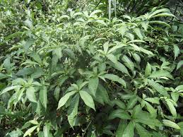 Image result for Rauvolfia mannii