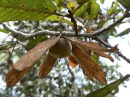 Image result for Monotes africanus