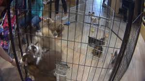 We also are motivated to educating the public about p No More Doggies In The Window N Y May Ban Retail Pet Sales The New York Times