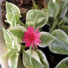 There is much misinformation regarding ice plants in general due to the invasive aspects of c. Baby Sun Rose Variegated Plant Aptenia Cordifolia Ashokavanam