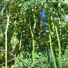 Pencil Size Moringa Pods Hanging Down From The Tree Among Blossoms And Leaves All Edible How Do You Eat Your Moringa Seed Pods Moringa Moringaseeds Edibl