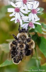 Bumble bees practice buzz pollination, using vibrations of their flight muscles to shake pollen from flower anthers. Mysterious Bumble Bee Behavior The Natural Web