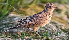 Gambar burung jawa paling hist. Download 96 Gambar Burung Branjangan Keren Gratis