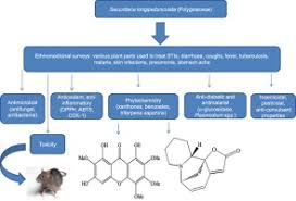 Image result for Vernonia longipedunculata