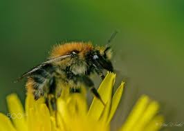 Like other members of the tribe anthidiini, these. Springtime 21 Common Carder Bumblebee Bombus Pascuorum Spring Time Close Up Photography Bumble Bee