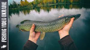Lovlya Shuki Na Spinning V Noyabre Ozero Korolek Fishingvideoukraine Youtube