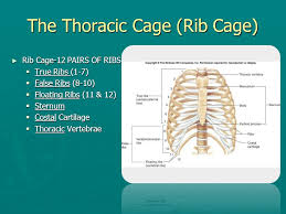 The prostate gland is located under the bladder. Chest And Abdomen Ppt Video Online Download