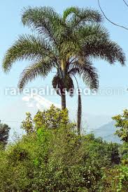 Image result for Syagrus romanzoffiana