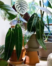 Can You Believe This Pair Of Anthurium Warocqueanum Aka Queen Anthurium From Burntleaves Collection This Is Known To Be A Par Anthurium Plants Inside Plants