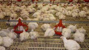 Untuk mengatasi itu, karyawan biasanya memberikan vitamin pada ayam dan membersihkan kandang sekaligus kotorannya. Usaha Peternakan Ayam Broiler Tipe Pedaging Dinas Peternakan Kabupaten Lebak