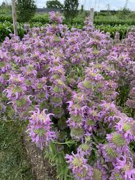 Image result for Motandra