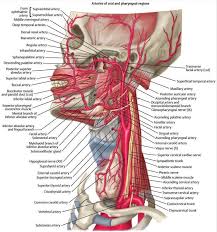 In human anatomy, they arise from the common carotid arteries, where these bifurcate into the internal and external carotid arteries at cervical vertebral level 3 or 4. Surgical Anatomy Of The Neck Neck Surgery
