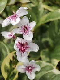 Image result for Acanthaceae