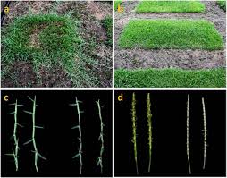 Need the flowers and microscope and all the lawns where you live have the same species mix of grasses. Genetic Diversity In Centipedegrass Eremochloa Ophiuroides Munro Hack Horticulture Research