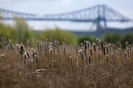 Saltholme Recent Sightings Bird Sightings The Rspb