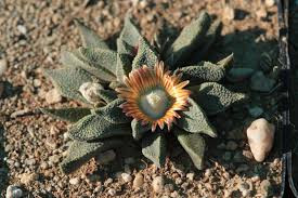 Image result for Nananthus