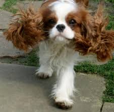 Every Day Is A Bad Hair Day King Charles Dog Cavalier King Charles