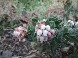 Image result for Adenocarpus mannii