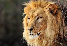 Yes He S Really Beautiful Lion Photography Male Lion Lion Images