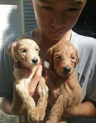 Is the goldendoodle the world's cutest dog? Goldendoodle Puppy For Sale Adoption Rescue For Sale In Pittsboro North Carolina Classified Americanlisted Com
