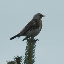 Fieldfare,wacholderdrossel,grive litorne,kramsvogel,turdus pilaris 1 day ago 3 this bird is normally not in the nedtherlands but now the winter has fallen in northern europe this bird comes to our country and they eat berries and little apples. Wacholderdrosseln Der Krammetvogel Weiss Sich Zu Verteidigen Libellius