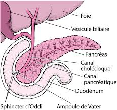 En 2015, le cancer du pancréas a touché 11 328 nouveaux patients en france. Pancreatite Aigue Troubles Digestifs Manuels Msd Pour Le Grand Public