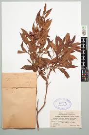 Image result for Acacia eriocarpa
