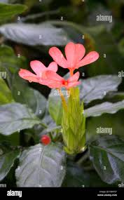 Image result for Crossandra nilotica