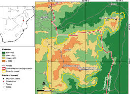 Image result for Ficus scassellatii