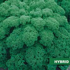 Image result for kadeřávek