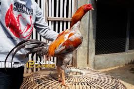 Teknik Ngalung Ayam Bangkok Aduan Ayam Bangkok Teknik