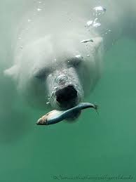 Pin By Water Sports On Below The Surface Animals Wild Polar Bear Animals