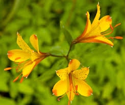 Alstroemeria 'Sweet Laura'