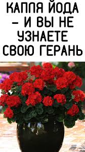 sovety i recepty v 2020 g cherenki rastenij gerani karlikovye plodovye derevya