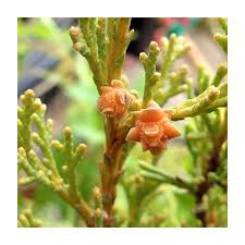 Image result for Cupressus sempervirens
