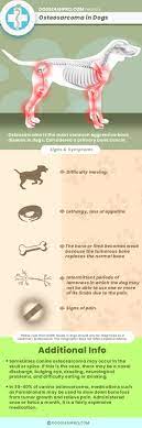 Owners are often frustrated when i'm vague in my description of how long i believe their pet will live. What Is The Right Time To Euthanize A Dog With Osteosarcoma Dog Leash Pro