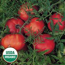 Maybe you would like to learn more about one of these? Silvery Fir Tree Organic Tomato Seed Savers Exchange