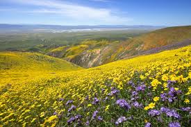 Maybe you would like to learn more about one of these? Best Places To See Spring Flowers In Southern California