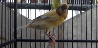 Jual beli burung murai batu online pahlawan, palembang. Burung Online Tempat Berbisnis Jual Beli Burung Online Terpercaya