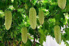 Remove at least half of the prior year's growth, leaving just a few buds per stem. How To Grow Bitter Melons Vertically Urban Garden Gal