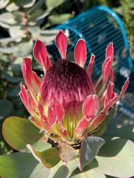 Image result for Protea rupestris