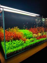 Image result for Nesaea dinteri