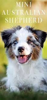 mini australian shepherd is this the perfect little farm