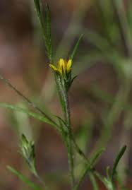 Image result for Hirpicium