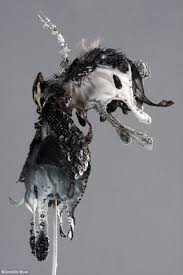 Orchidees Emmanuelle Dupont En 2020 Ailes De Papillon Orchidee Noire Orchidee Papillon